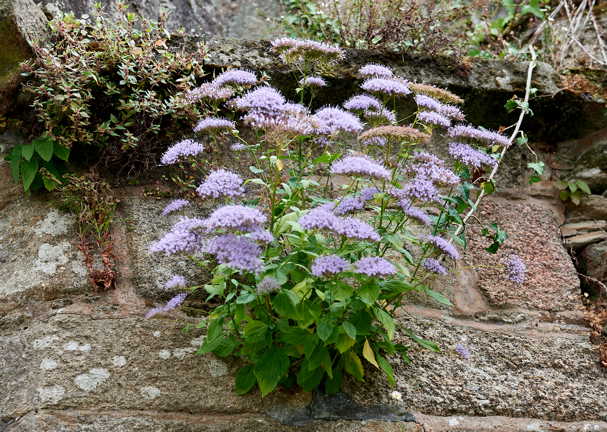 20190802 200 Spain 산티아고 데 콤포스텔라 대성당